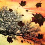Herbst Herbstlaub Herbstbaum Baum Blätter