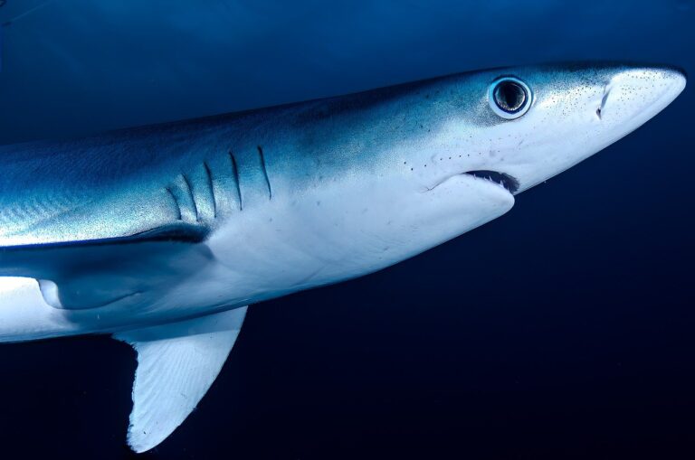 Hai shark Kredithai Gefahr