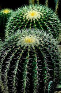 CACTUS-Mehrphasen-Attacken