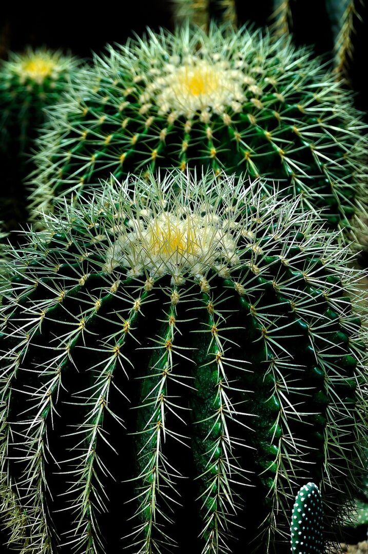 CACTUS-Mehrphasen-Attacken