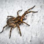 Scattered Spider mischt den britischen Einzelhandel auf