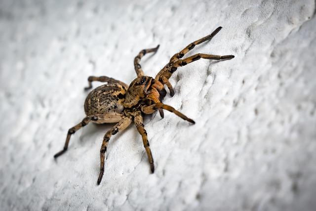 Scattered Spider mischt den britischen Einzelhandel auf