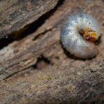 Shai-Hulud und die neue Verwundbarkeit der Lieferketten