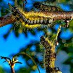 Shai-Hulud 2.0: Wie sich ein Supply-Chain-Wurm weiterentwickelt