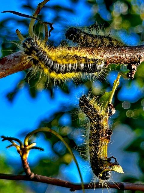 Shai-Hulud 2.0: Wie sich ein Supply-Chain-Wurm weiterentwickelt