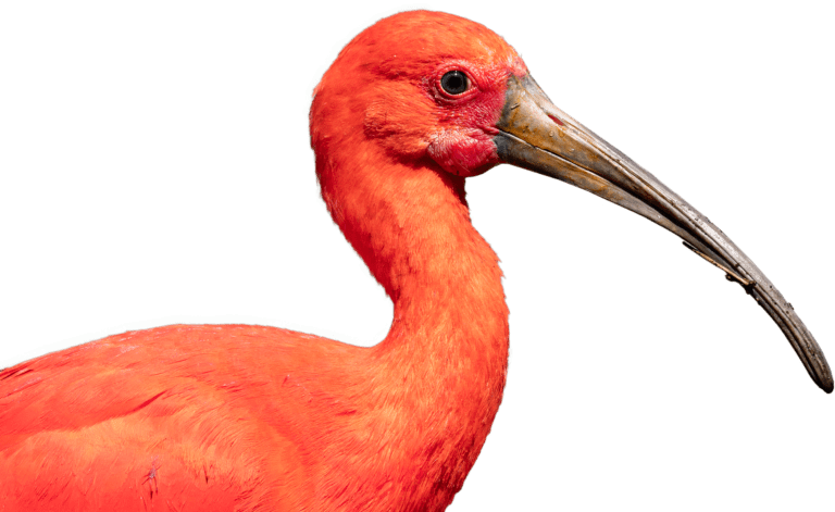 Red Heron nutzt kritische Gitea-Lücke für internationale Cyberangriffe